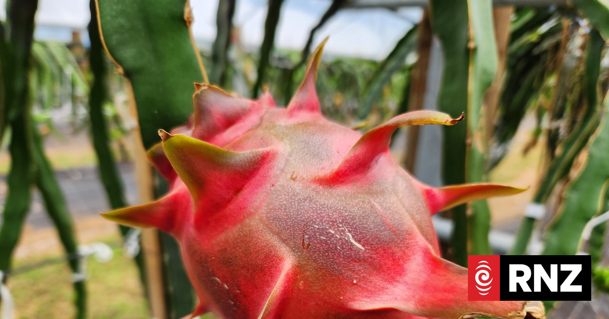 Country Life: Dragon fruit a sweet choice for storm-scarred Northland?