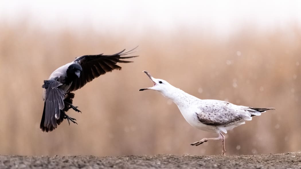 Fight. Seagull (Larus sp) facing Hooded Crow (Corvus cornix). Slovakia (Photo by Ervin Horesnyik / Biosphoto / Biosphoto via AFP)