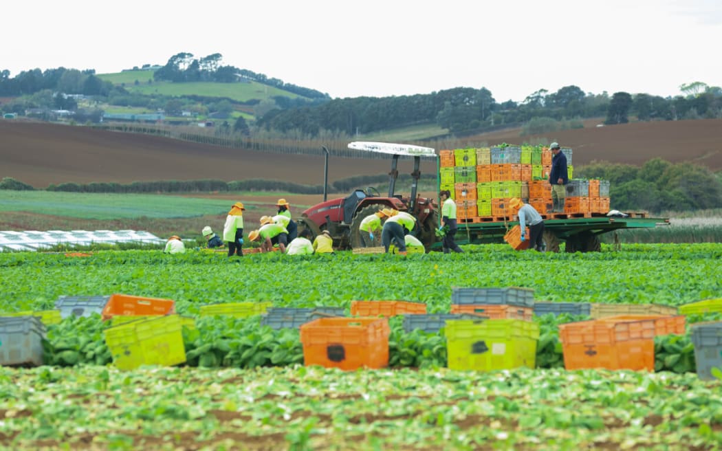 Allan Fong, the founder of The Fresh Grower, the second generation of Chinese kiwi has taken his father and grand father's farm at Pukekohe.