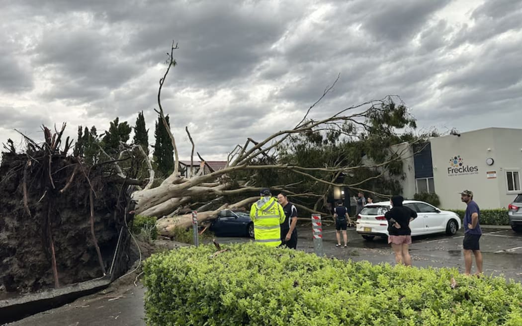 Fallen tree during Tweed Heads storm