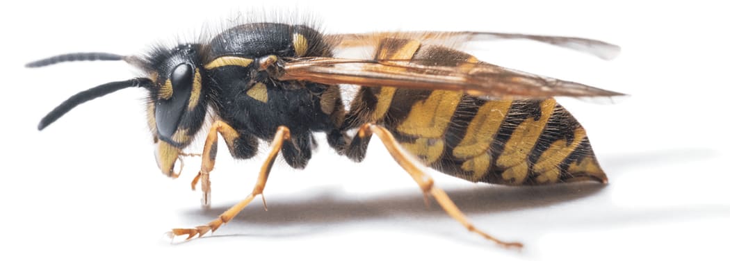 Wasp