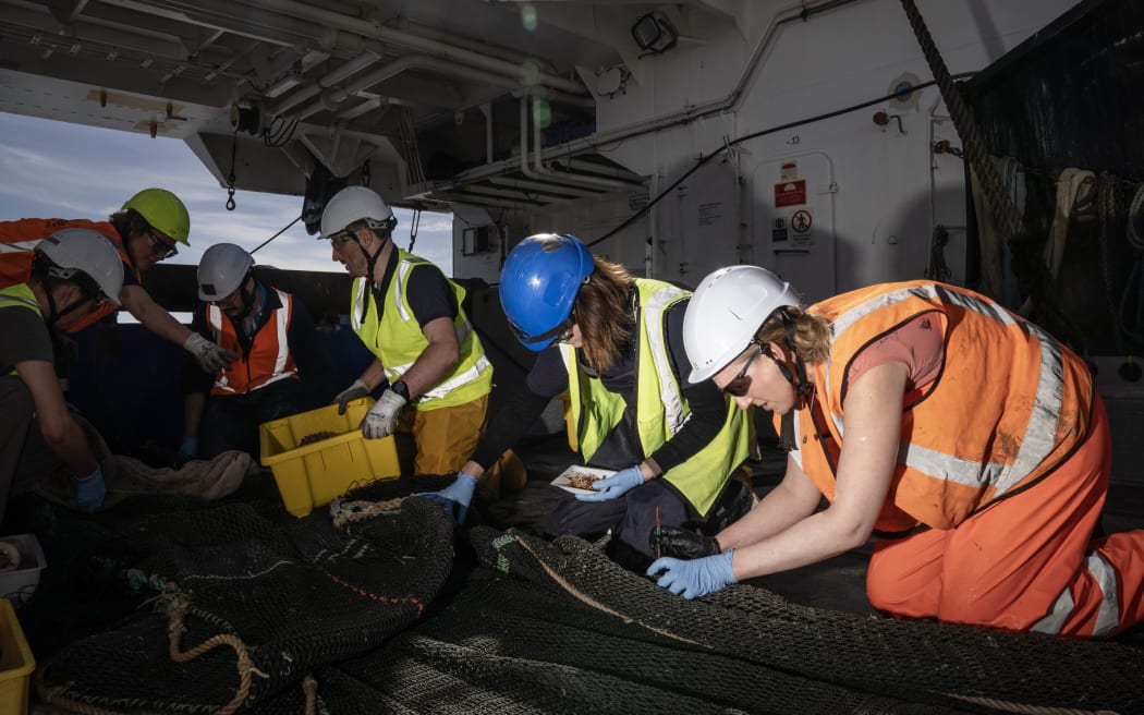 Ocean Census voyage - Bounty Trough. Researchers collecting animals from the sample.