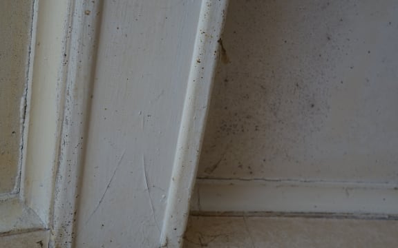 Mould in Diane Taqvi's house.