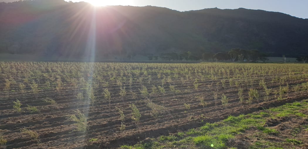 Tairāwhiti Pharmaceuticals planted 200,000 mānuka trees in late 2019, some of which encroached on Te Whare Wetlands.
