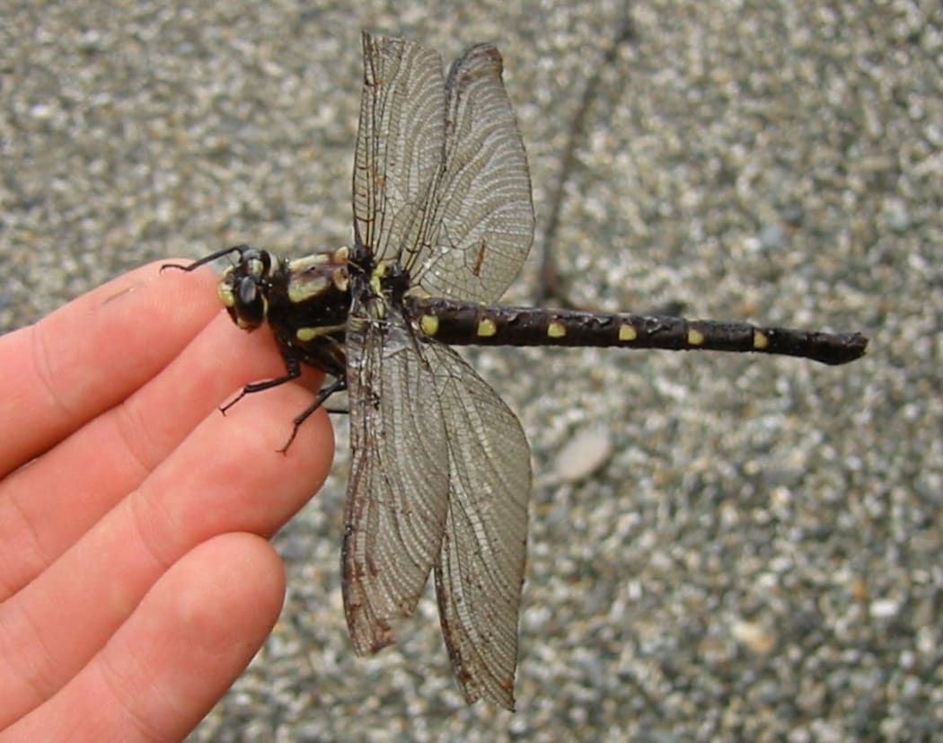 The bush giant dragonfly (Uropetala carovei) is New Zealand's largest dragonfly, and it is found in the North Island, and the west and north of the South Island..