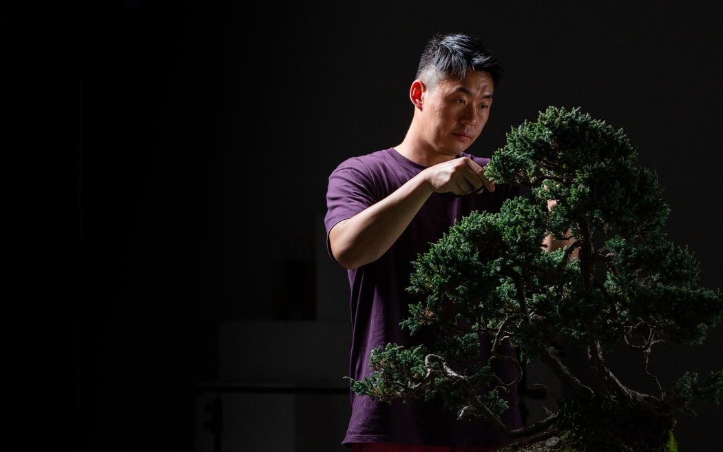 Chinese Bonsai artist Steven Yin