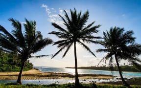 Palm Trees in the scenic Cook Islands.