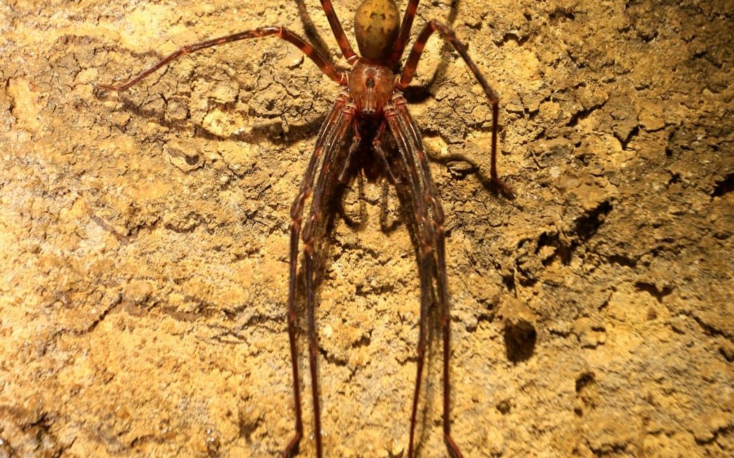 Nelson cave spider in Crazy Paving Cave in Kahurangi National Park's Ōparara Basin.