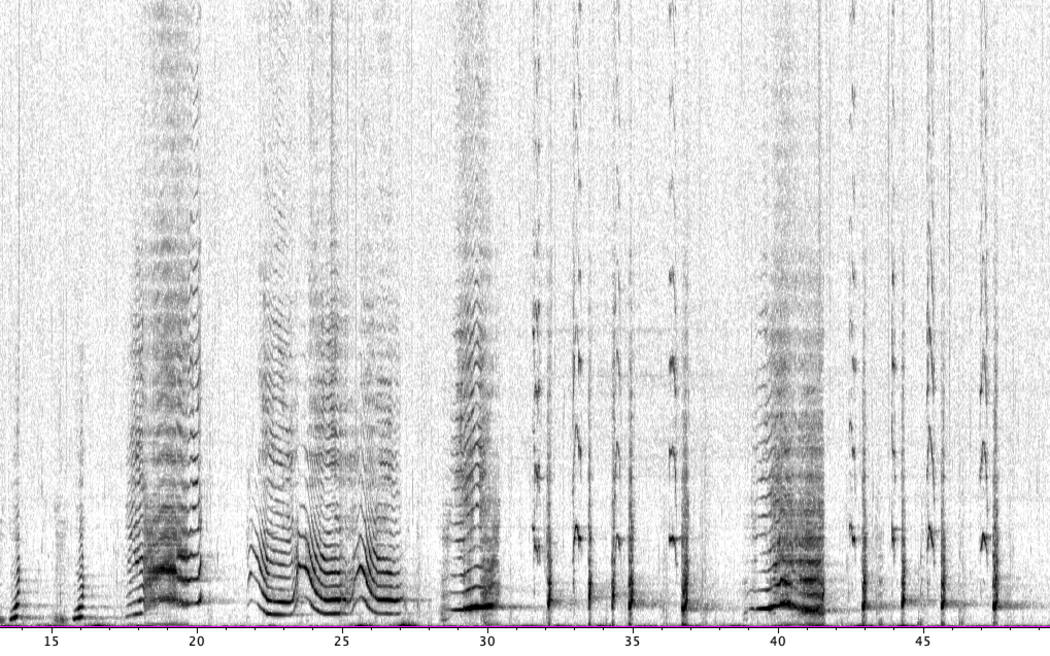 Spectrograms can visually show the sounds of whale songs.