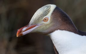 A Yellow-Eyed Penguin