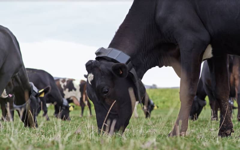 New Zealand Agriculture Sector Lags Behind in AI Adoption