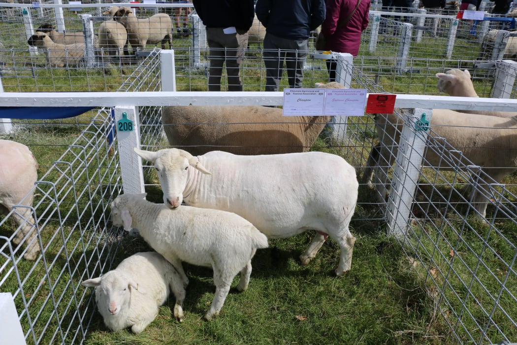 Ellesmere A&P Show