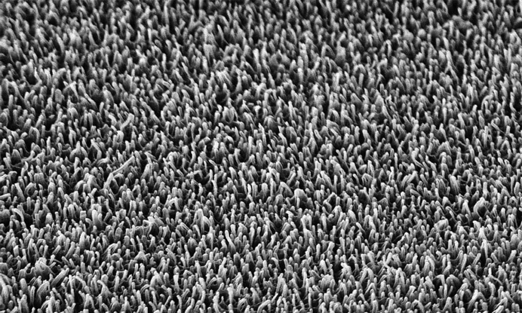 The nanopillars on the surface of a dragonfly wing (magnified 20,000 times).