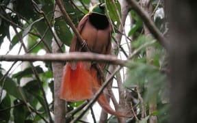 A Bird of Paradise  in Papua New Guinea.