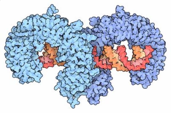 Toll-like receptors are part of the innate immune system, and their role is to recognise invading bacteria and fungi.