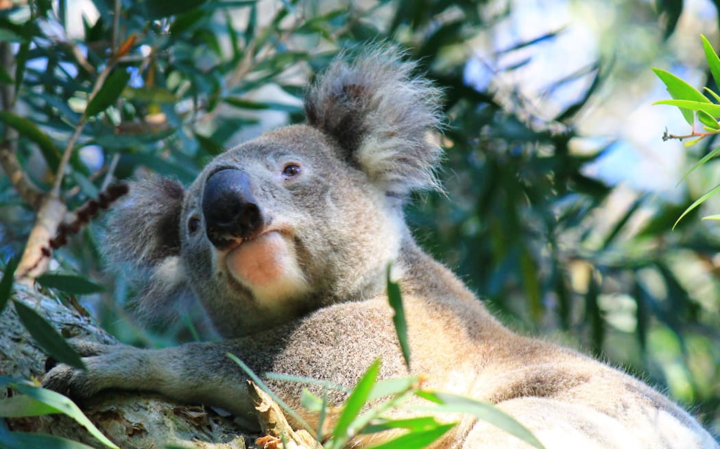 62778070 - wild australian koala sitting in tree, port stephens, nsw, australia. exotic iconic aussie mammal animal.