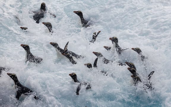 A dozen black-and-white penguins with yellow eyebrows and orange bills attempting to swim through whitewash. Some have flippers outstretched; others crane their necks out of the churning ocean.