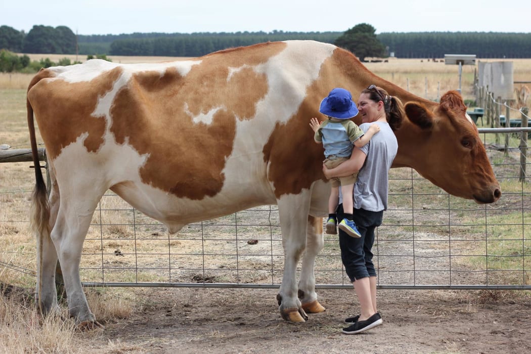 Big Moo stands at 186cm tall and is thought to be Australia's largest cow.