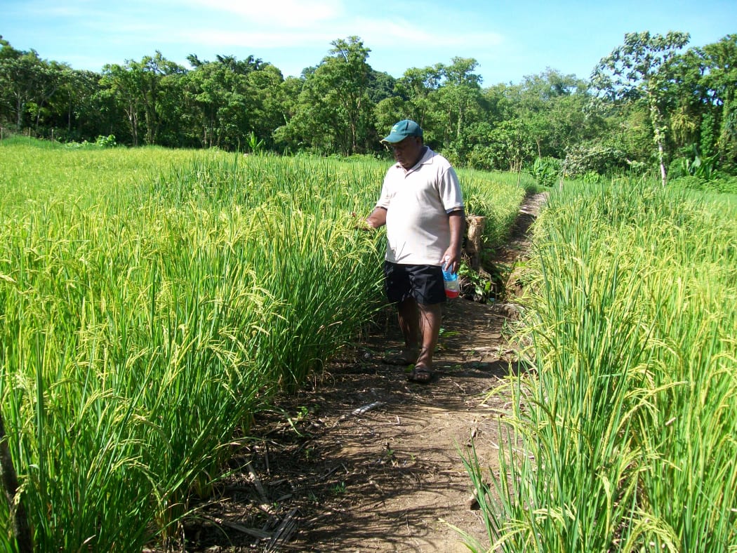 A rice farmer inspects the grain in Solomon Islands Isabel Province.