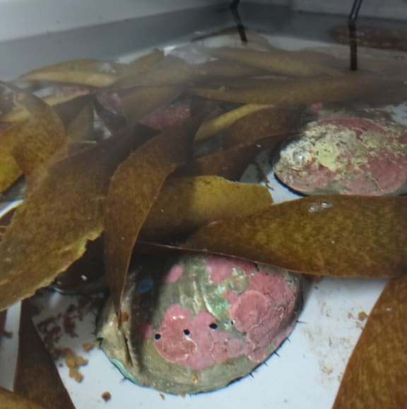 Paua are kept in water with different pH levels to see how they adjust and whether more acidic conditions affect their fertilisation success and the survival of larvae.
