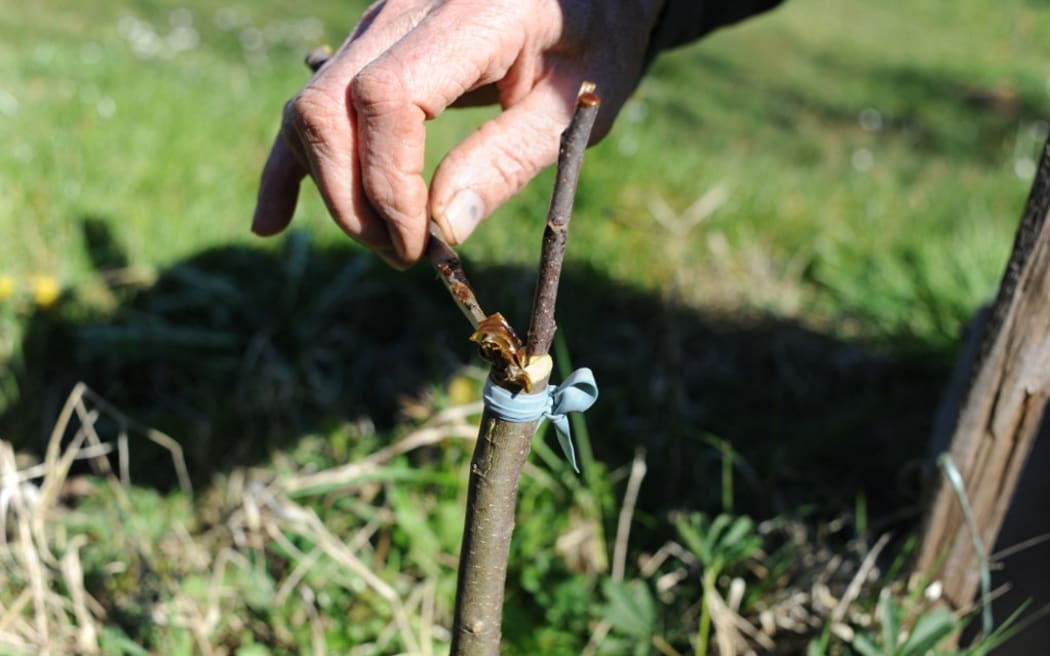 Apple tree grafting in garden. 
 
Biosphoto / Serge Lapouge (Photo by Serge Lapouge / Biosphoto / Biosphoto via AFP)