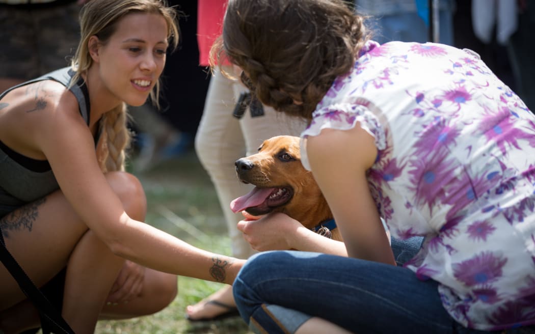 Auckland Council hosted a version of speed dating - for dogs that need a home - at Victoria Park today.