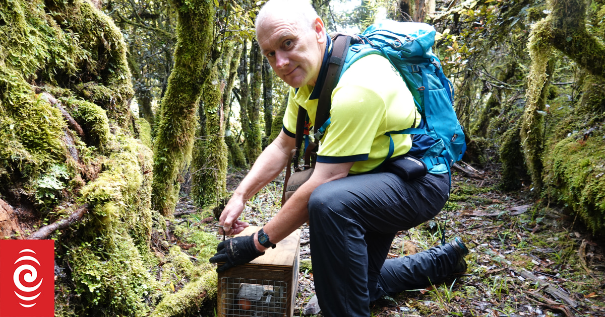 Kiwi restoration project's uncertain future: 'It's all about breeding success' - Vimarsana News