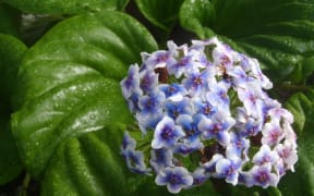 The Chatham Islands Forget-me-not