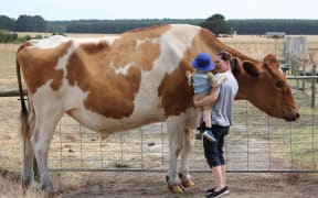 Big Moo stands at 186cm tall and is thought to be Australia's largest cow.