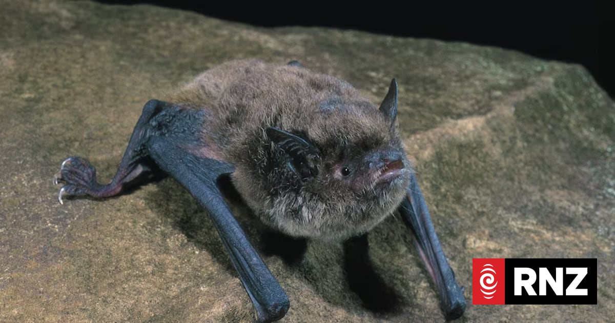 Threatened microbat living in urban Illawarra, Australia stuns ...