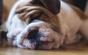 sleeping pug