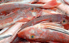 Fish, Gurnard, file photo