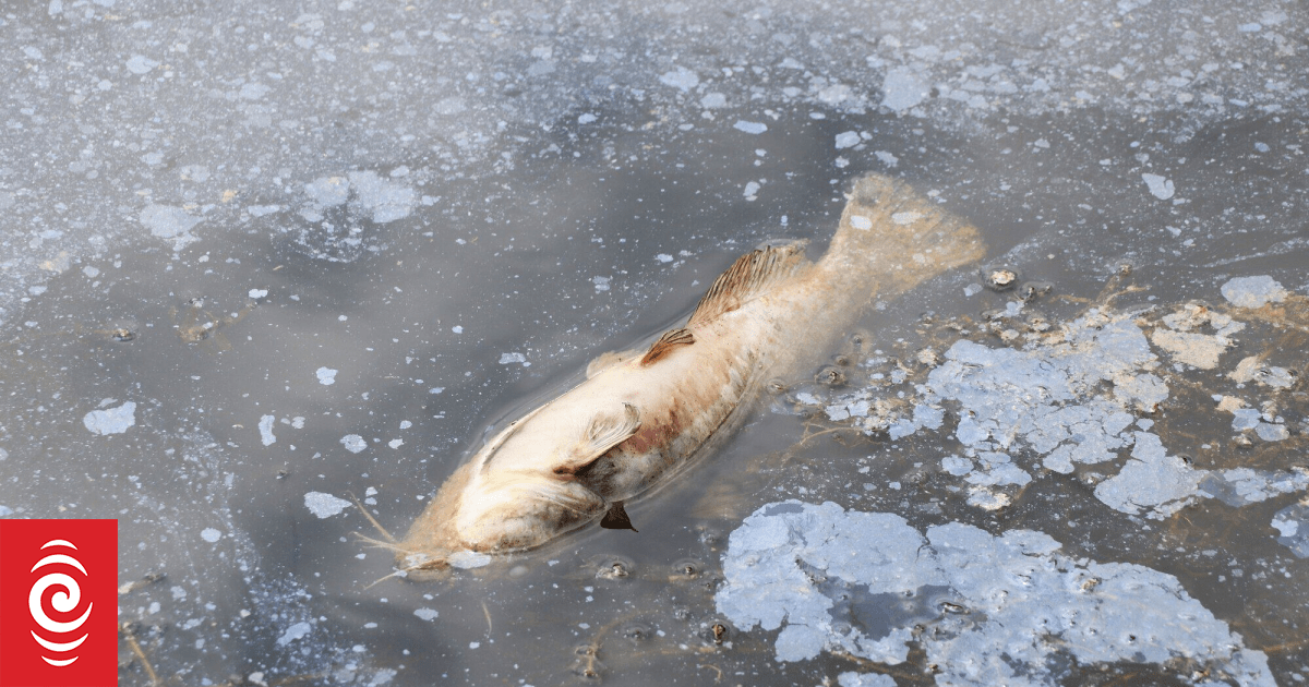 Rotorua lakefront stench lingers as decomposing weed and dead fish pile up
