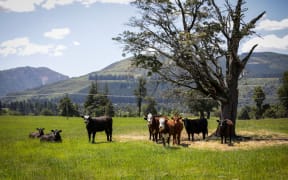 Canterbury region farms