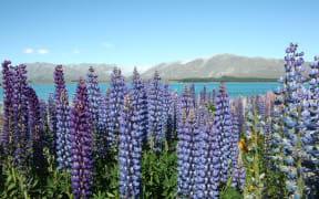 Lupins at Lake Tekapo