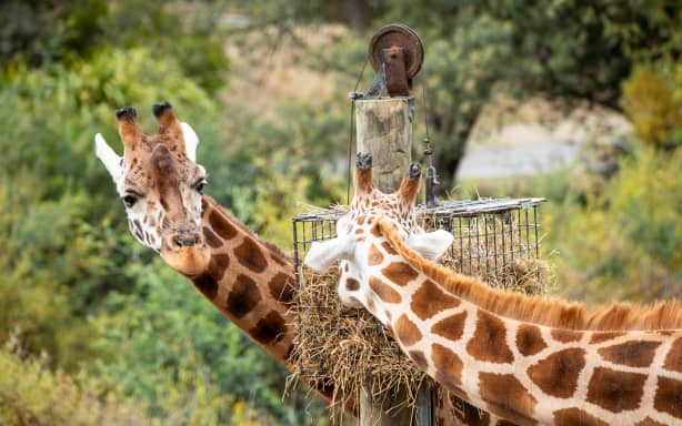 Giraffe