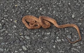 Snake flies on plane from Brisbane to Auckland