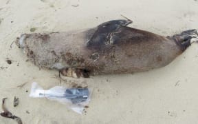 The adult male fur seal is the third to be killed this year.
