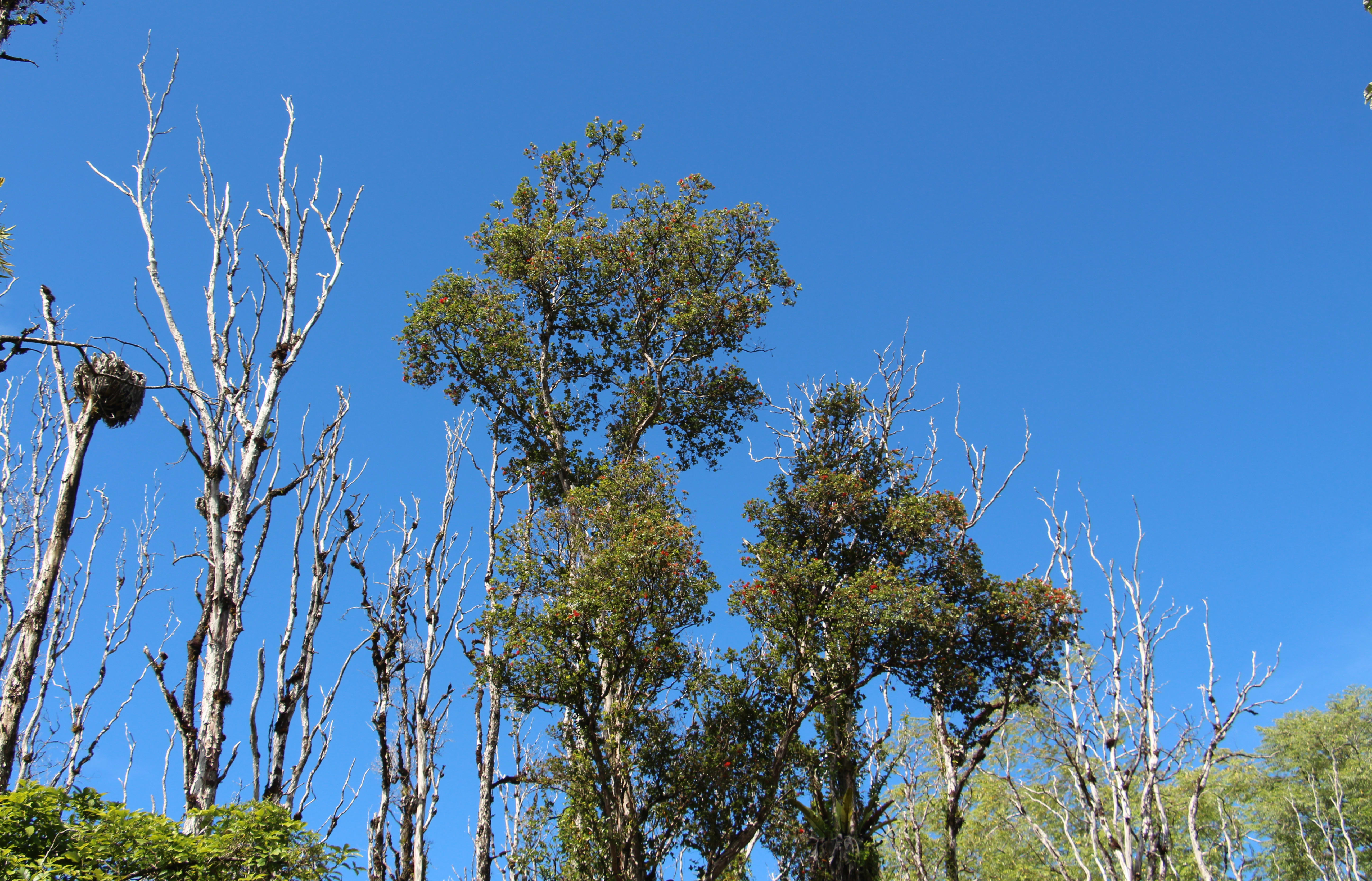 Dead and alive ōhi'a trees on Hawai’i island.
