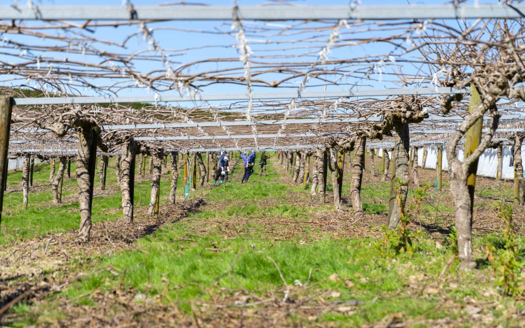 Te Puke New Zealand - September 20 2019; Kiwifruit orchard before new spring growth at pruning time with pruning gang further along the row under the canopy.