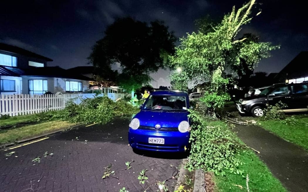 Trees were uplifted and knocked over.