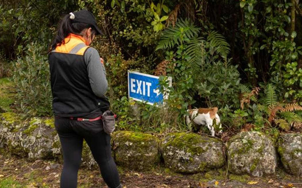 Baxter sniffs out some ship rat bedding during training at the Franz Josef disc golf course.