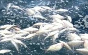 These dead snapper in Hawke Bay are under 25cm each but have been legally dumped from a fishing trawler.