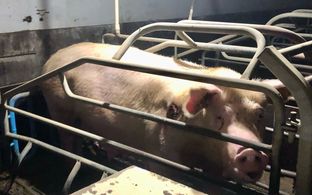A sour in a farrowing crate at an indoor South Taranaki pig farm.