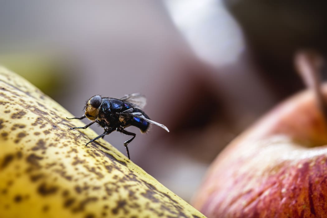 Buzz off Why there are so many flies around and how to get rid of