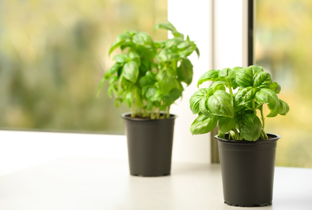 Fresh green basil in pots on window sill