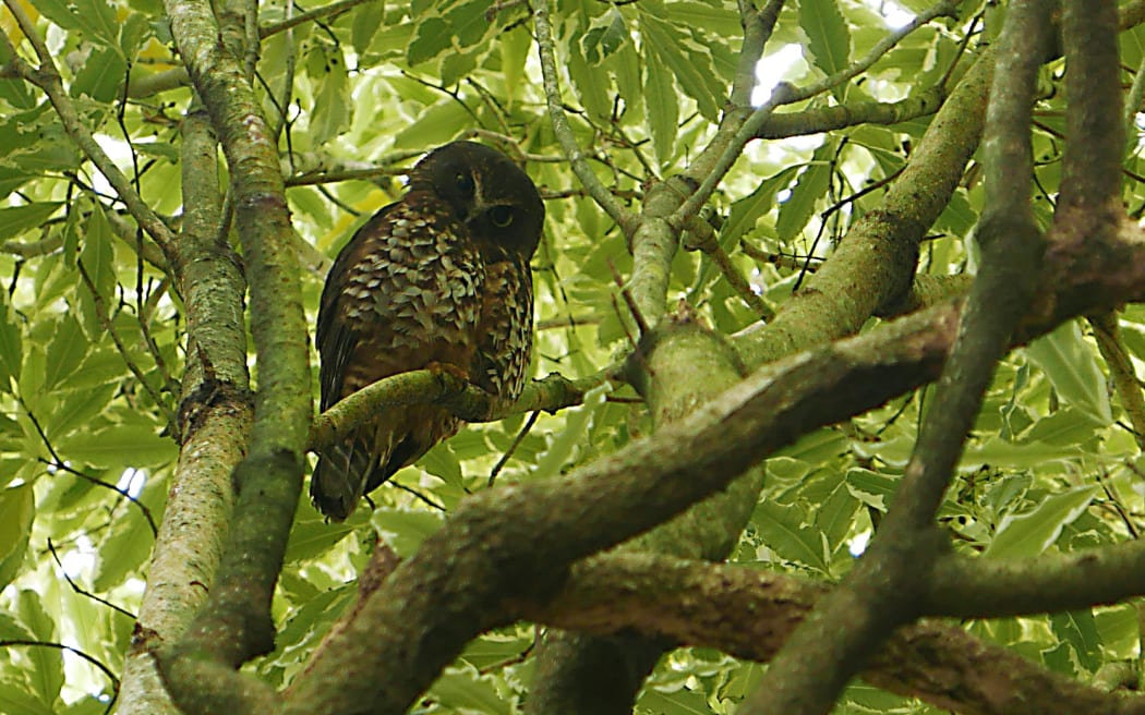 Ruru are mostly nocturnal, so sightings in daylight, like this one on the Tutukaka Coast, are treasured