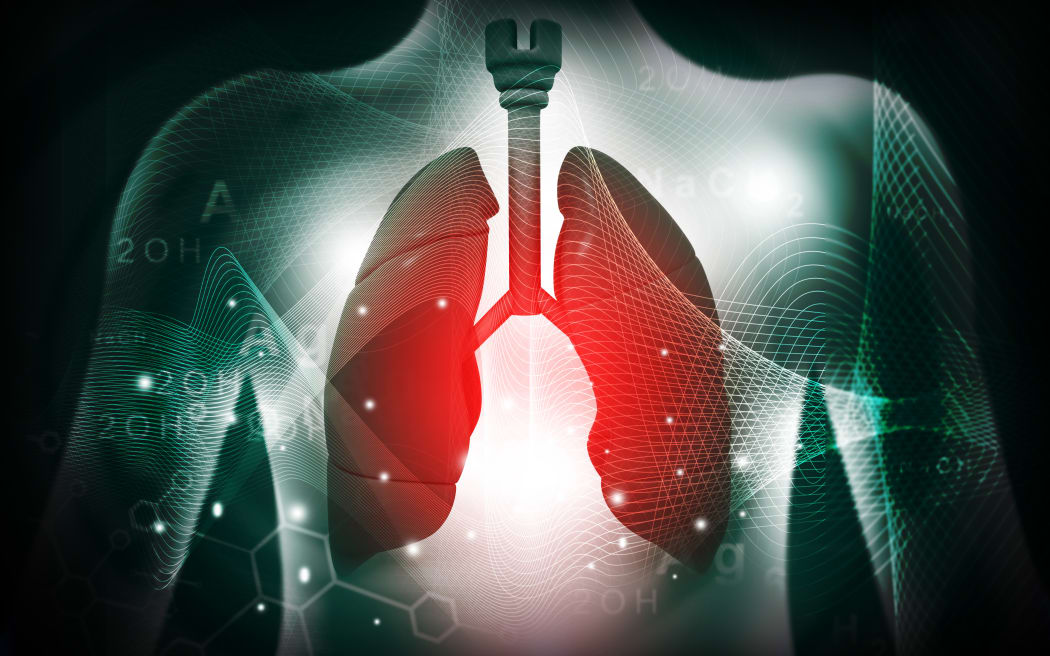 3d human lungs  medical anatomy