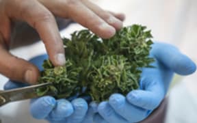 cannabis