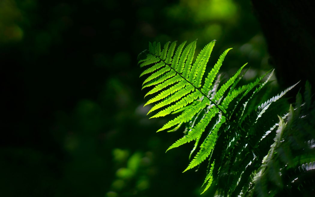 Fern frond
